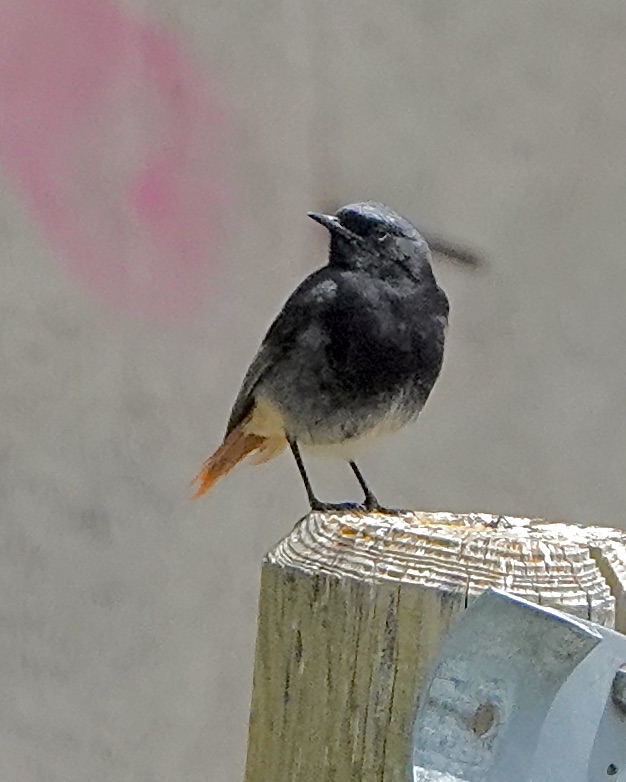 black redstart